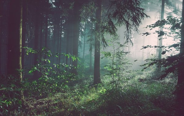Sole to Soil – Ngong Forest Sanctuary nature walk