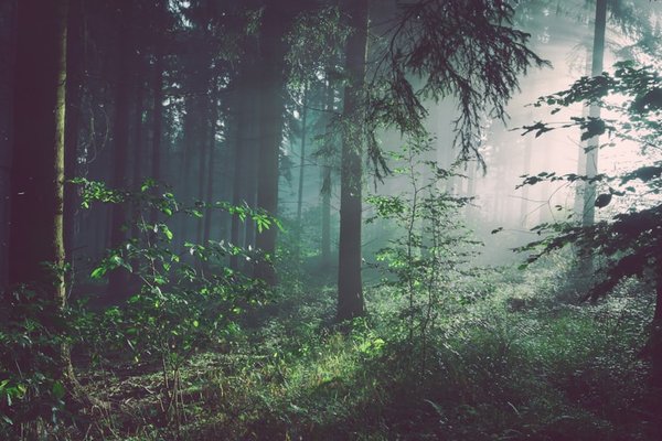 Sole to Soil – Ngong Forest Sanctuary nature walk